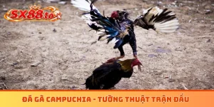 Đá gà Campuchia
