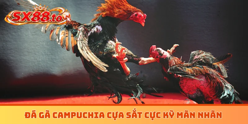 Đá gà Campuchia cựa sắt cực kỳ mãn nhãn