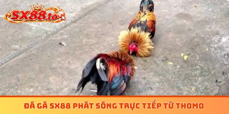 Đá gà SX88 phát sóng trực tiếp từ Thomo