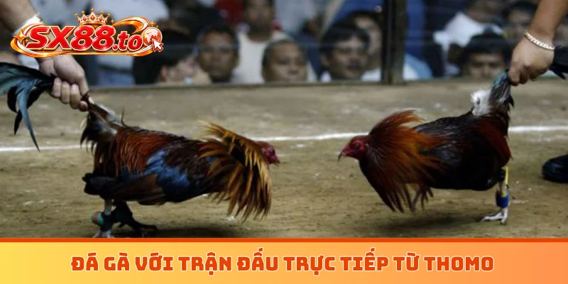 Đá gà với trận đấu trực tiếp từ Thomo