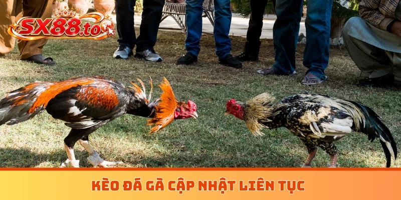 Kèo đá gà cập nhật liên tục