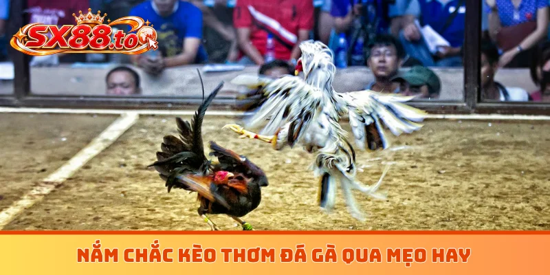 Nắm chắc kèo thơm đá gà qua mẹo hay