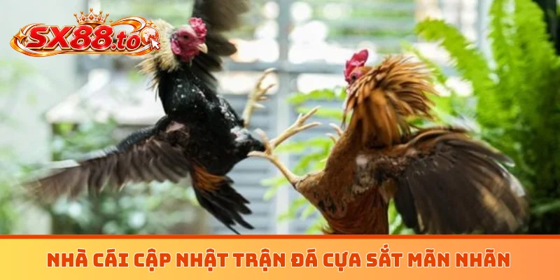 Nhà cái cập nhật trận đá cựa sắt mãn nhãn